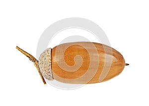 Acorn isolated on white background photo