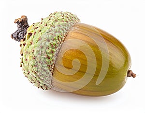 Acorn Isolated On White Background