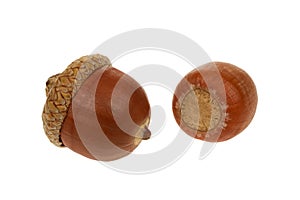 Acorn isolated on a white background - closeup