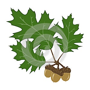Acorn and leaf Illustration