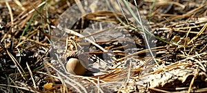 Acorn lies on the ground in the woods among the dry grass, the snatching focus