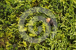 Acorn on the moss