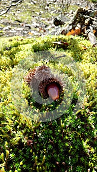 Acorn in moss photo