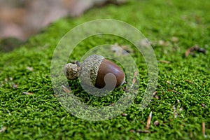 Acorn on moss in forest