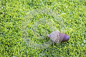 Acorn on a moss lawn background. The acorn, is the oak nut