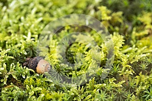 Acorn on the moss