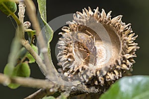 Acorn and nut weevil in an oak nut cupule, genus Curculio