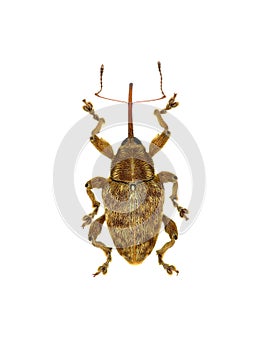 Acorn Nut Weevil on white Background