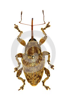 Acorn Nut Weevil on white Background