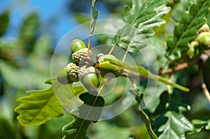 Acorn on oak