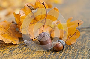 Acorn oak autumn still life photo