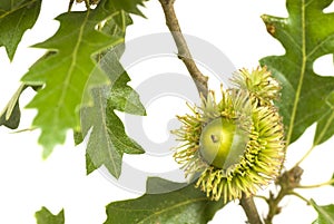 Acorn on oak branch