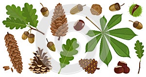 Acorn of oak cartoon vector set icon. Vector illustration autumn leaf and nut on white background.Isolated cartoon icon