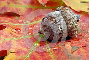 Acorn in oak forest. close up. forest after rain.