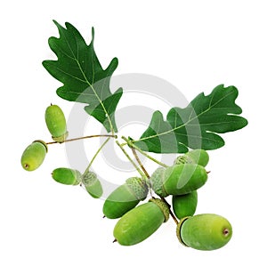Acorn oak isolated