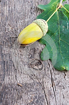 Acorn with an oak leaf