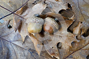 Acorn oak leaf pair autumn fall