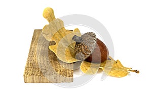 Acorn with oak leaf and piece of oak wood