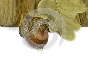 Acorn with oak leaf and piece of oak wood