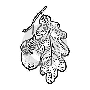 Acorn with oak leaf sketch vector illustration