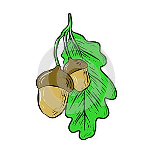 Acorn with oak leaf sketch vector image