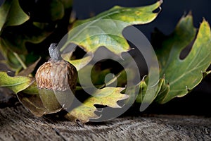 Acorn with Oak Leaves