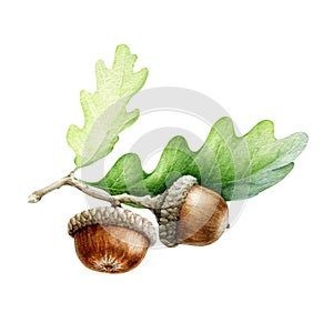 Acorn with oak leaves watercolor illustration. Hand drawn realistic oak tree brown nut with green leaf on white background