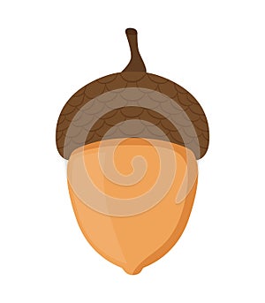 Acorn, oak nut, seed. Cartoon flat style. Vector illustration