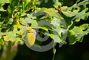 Acorn in a oak tree