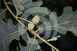 Acorn of oak tree