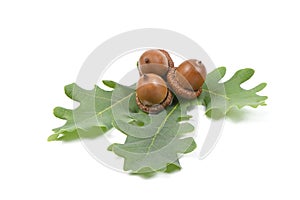 Acorn of an oak tree isolated on white
