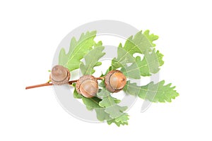 Acorn of an oak tree isolated on white