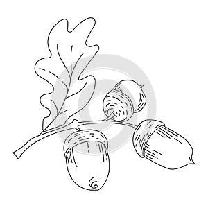 Acorn from oak tree in line style