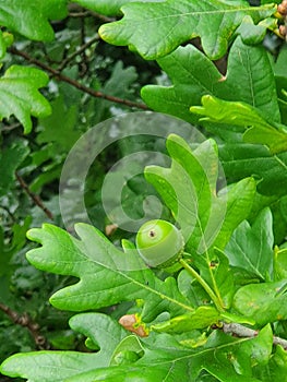 Acorn oak tree spring green