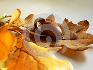 Acorn on a oaken leaves