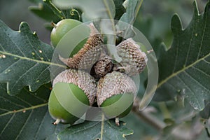 The acorn, or oaknut, is the nut of the oaks