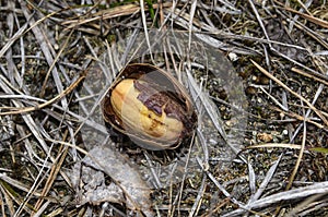 Acorn or oaknut slowly sprouting in early spring