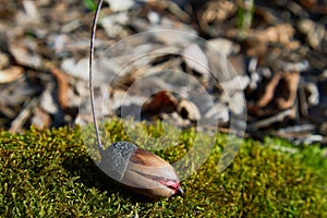 Acorn or oaknut slowly sprouting in early spring in the forest.