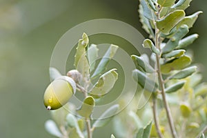 Acorn Quercus ilex is the characteristic fruit of the oak