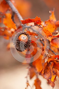 Acorn and red orange brown oak Quercus cerris, the Turkey oak or Austrian oak foliage on branches with selective focus