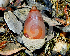 acorn seed in wild nature