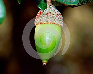 acorn seed in wild nature