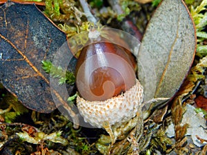 acorn seed in wild nature