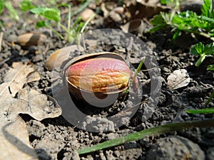 Acorn sprouted