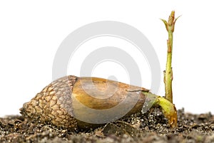 Acorn sprouting photo