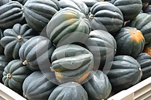 Acorn Squash