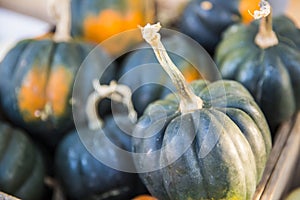 Acorn Squash 2