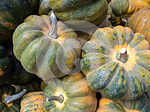 Acorn Squash