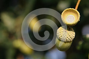 Acorn on a stem