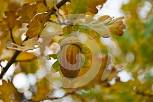 Acorn on a Tree Branch